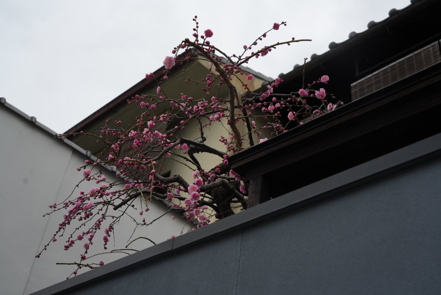 1 Hour Geisha Show & Kitano Tenmangu Shrine with Geisha in Kyoto