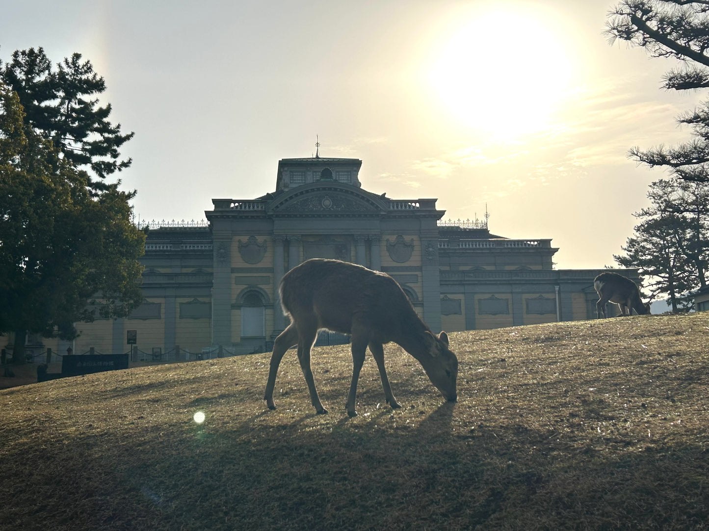 Nara Early Bird Tour (Kintetsu Nara Meetup)