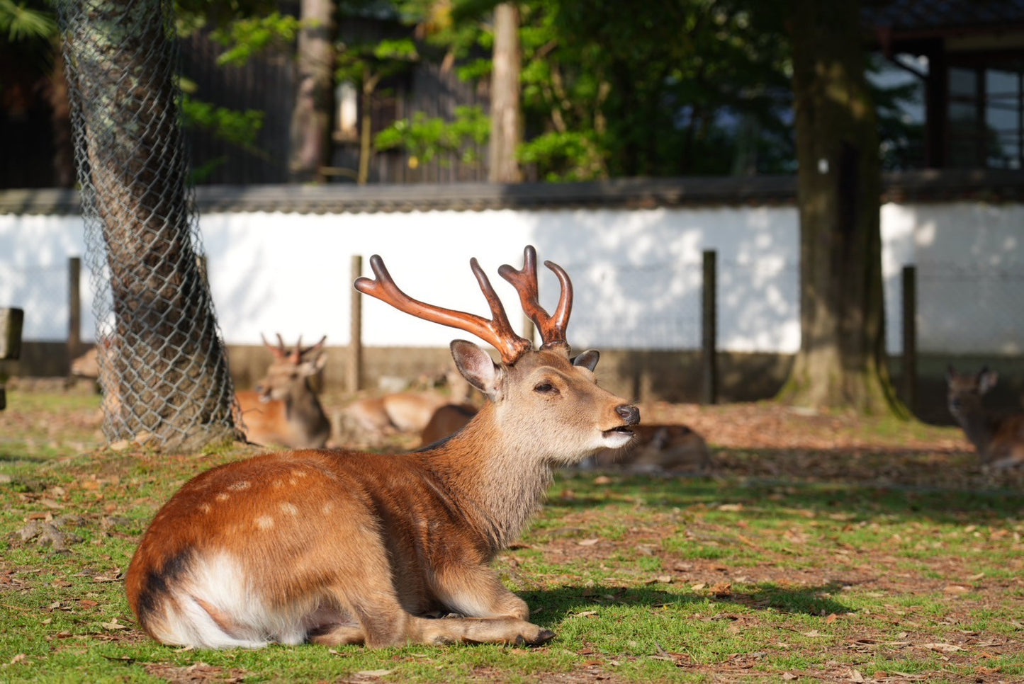 Nara Early Bird Tour (Kintetsu Nara Meetup)