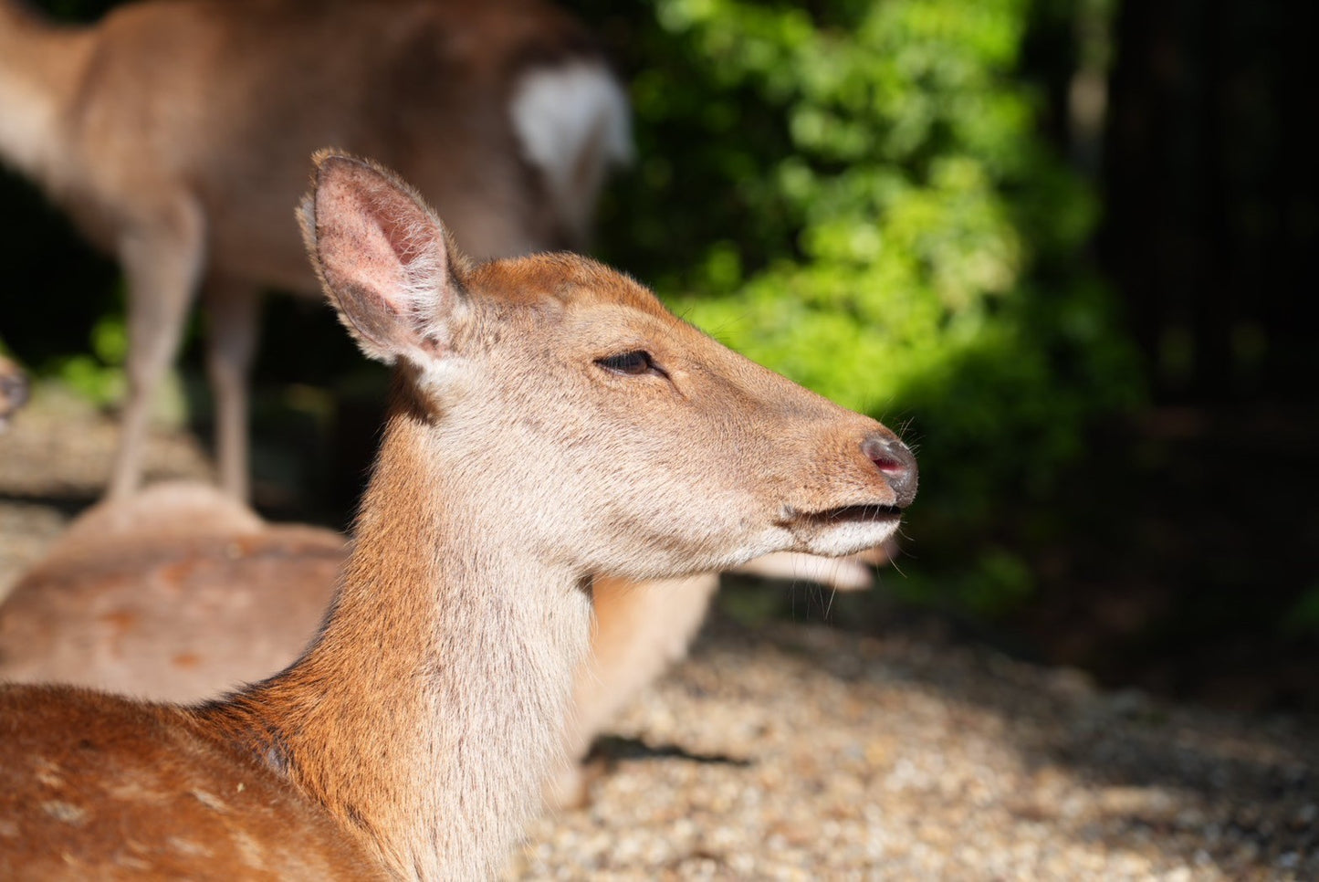 Nara Early Bird Tour (Kintetsu Nara Meetup)