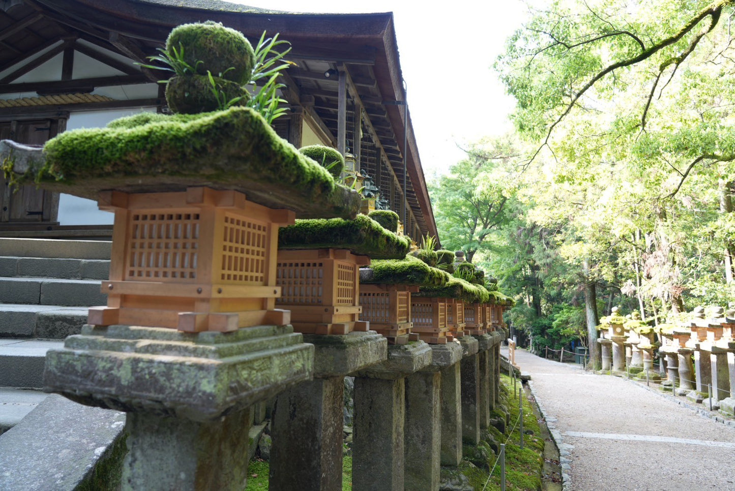 Nara Early Bird Tour (Kintetsu Nara Meetup)