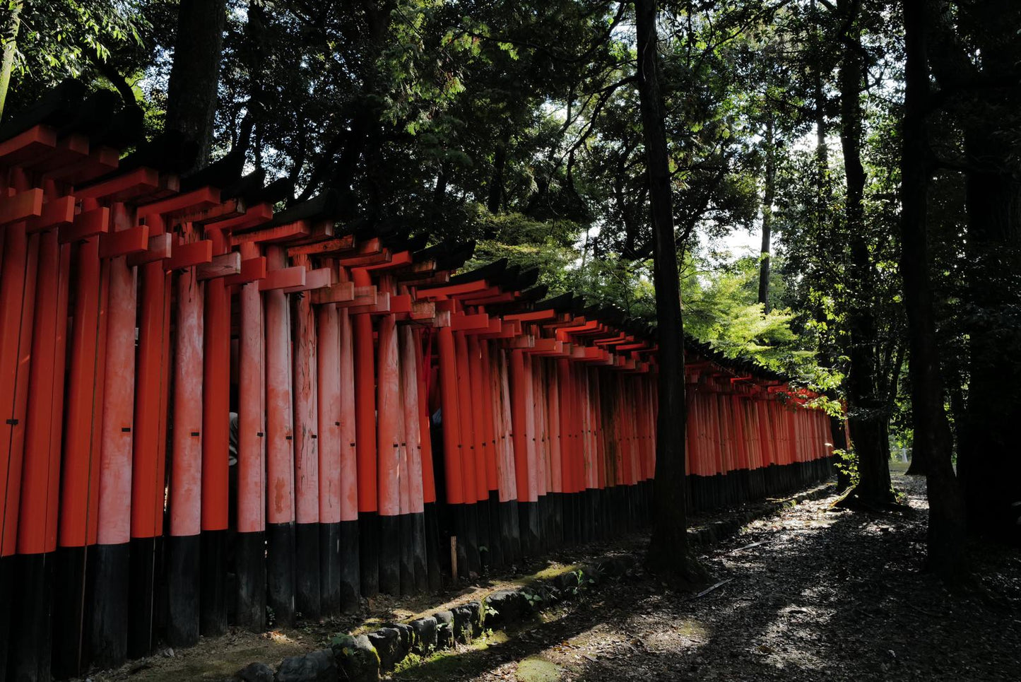 Kyoto Early Morning Tour with English-Speaking Guide