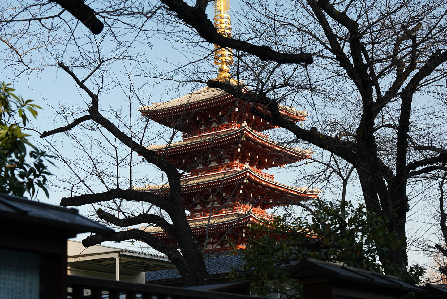 Tokyo Early Bird Tour Asakusa Meiji Jingu and Tsukiji Market