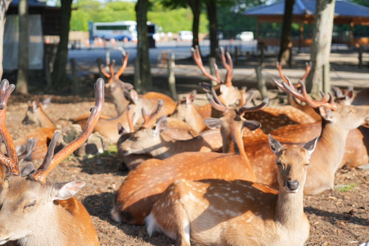 Nara Early Bird Tour (Kintetsu Nara Meetup)